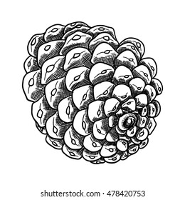 Hand drawing pine cone. Pinecone drawing.  Decoration of greeting cards or holiday background. Highly detailed classic, ink art in engraved style, Spruce. Black and white realistic illustration.