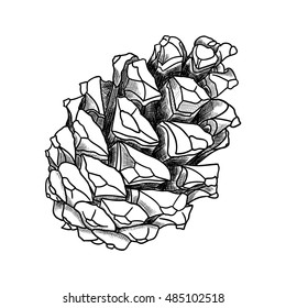 Hand drawing pine cone. Pinecone drawing.  Decoration of greeting cards or holiday background. Highly detailed classic, ink art in engraved style, Spruce. Black and white realistic illustration.