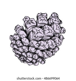 Hand drawing pine cone. Pinecone drawing.  Decoration for greeting cards or holiday background. Highly detailed classic, ink art in engraved style, Spruce. Color realistic illustration.