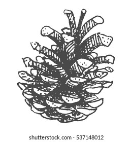 Hand drawing pine cone. Pinecone drawing realistic vector illustration