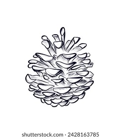 hand drawing of a pine cone vector