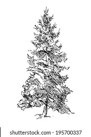 Hand drawing pine. Vector illustration