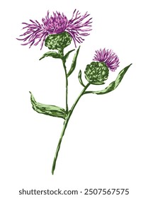 Hand drawing of pink cornflower with bud, wildfower blooming, vector illustration isolated on white