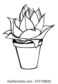 Hand drawing plant succulent