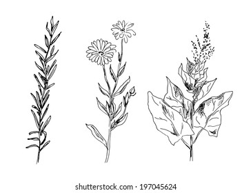 Hand drawing plants. Vector illustration