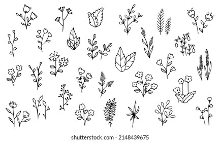 Hand drawing plants wild flowers doodle black vector illustration