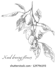 Hand Drawing Plum On Tree Branch