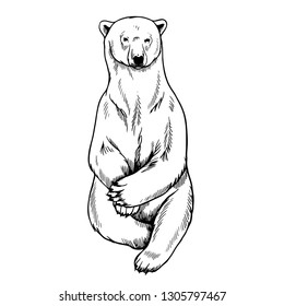 Hand drawing a polar bear. Sitting bear. vector illustration