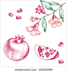 Hand drawing pomegranate. Branch of pomegranate and pomegranate blossoms.