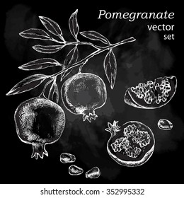 Hand drawing pomegranate. Cut fruit and  seeds.Branch  and  blossoms.