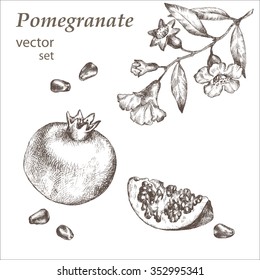 Hand Drawing Pomegranate. Cut Fruit And  Seeds.Branch  And  Blossoms.