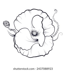 dibujo a mano de una flor de amapola ilustración vectorial
