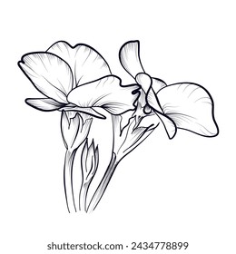 hand drawing of primrose flowers vector illustration