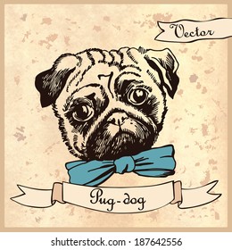 Hand drawing Pug dog.  Illustration for greeting cards, invitations, and other printing and web projects.