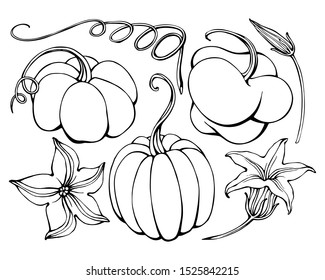 Hand drawing Pumpkin Set. Coffee restaurant brochure vector, coffee shop menu design. Vector cafe template with hand-drawn graphic. Coffee flyer.