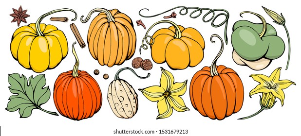 Hand drawing Pumpkin Set  Doodle pumpkins Vector hand drawn picture pumpkin in cartoon style  Vector cafe template and hand  drawn graphic 