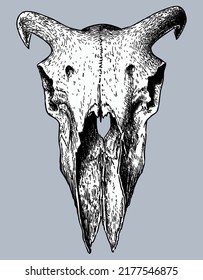 Hand drawing of ram skull