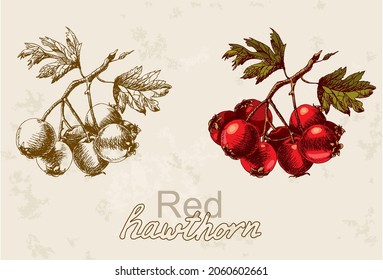 Hand drawing of a red hawthorn in color in graphics and in color