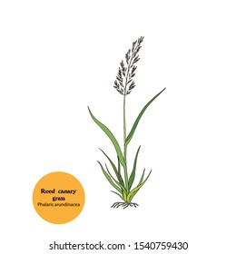 Hand drawing of Reed canary grass, Phalaris arundinacea, plant for forage, fodder, hay for livestock. Botanical illustration  with leaves, spikelets, roots and stem.