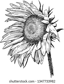 Hand drawing of a ripe sunflower