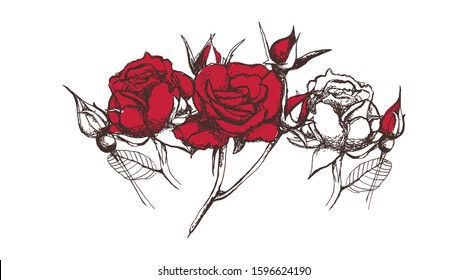 Hand drawing of rose buds on white background. Style hand drawing, sketch, vintage. With the inscription "rose". Rose on isolated background. Can be used in the packaging design of cosmetics, tea.