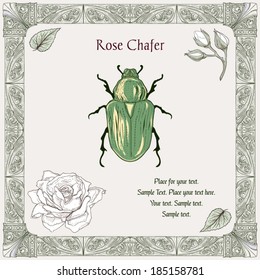 hand drawing rose chafer buds and leaves with decorative frame vintage engraving style
