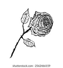 Hand drawing rose with drops. Sketch drawing on white. Vector illustration. Floral sketch.
Design element for invitation, cards and poster.