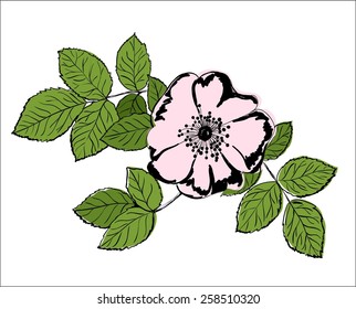 Hand drawing rose flower