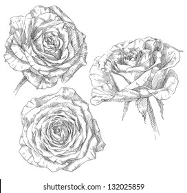 Hand drawing rose flower blossom