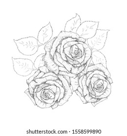 Hand Drawing Rose Without Color Stock Vector (Royalty Free) 1558599890 ...