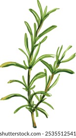 Hand drawing rosemary illustration herb