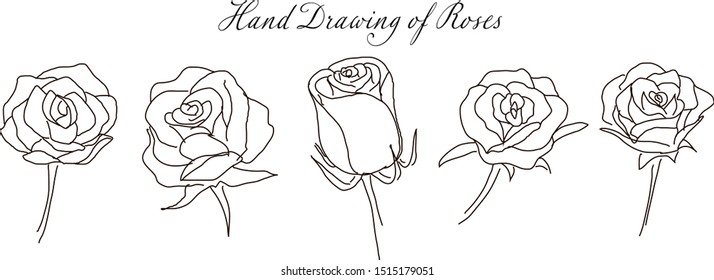 Hand drawing of roses outline. No color painting.