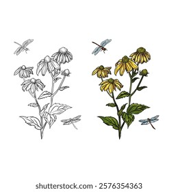 hand drawing Rudbeckia flower drawing dragonfly vector Scientific coloring book illustration 