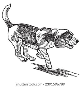 Hand drawing of running pointer dog