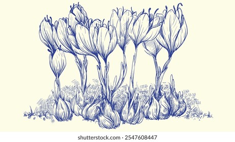 Hand drawing of saffron including bulb and stem and flowers. Sketch of a flower plant with lines. Crocus or Saffron flower. Illustration.