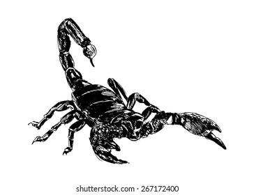 Hand drawing Scorpion