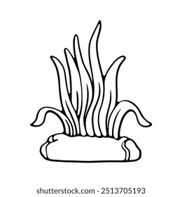 hand drawing of a sea anemone