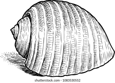 Hand drawing of a sea cockleshell