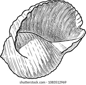 A hand drawing of a seashell