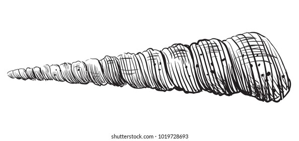 Hand drawing seashell. Vector monochrome illustration of seashell (Conch Shell) isolated on white background.

