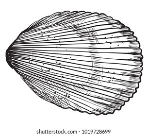 Hand drawing seashell. Vector monochrome illustration of Bivalve mollusk isolated on white background.