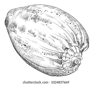 Hand drawing seashell. Vector monochrome illustration of seashell isolated on white background. 