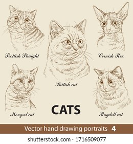 Hand drawing set of a cats breeds. Cat heads isolated on beige background. Vector hand drawn realistic portraits. Cats illustration collection.Part 4. Good for print T-shirt, banner.Stock illustration