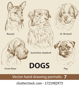 Juego de dibujo manual de un perro lindo reproduce la parte 7. Los perros se dirigen aislados sobre un fondo beige. Retrato realista dibujado a mano con lápiz. Recolección animal. Bien por imprimir camiseta, pancarta. Ilustración de las existencias