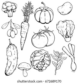 hand drawing set of fresh vegetables with tomato, pumpkin, cabbage, mushroom, cucumber and potato