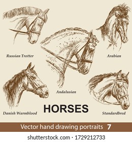 Hand drawing set of horses breeds. Elegance horse head isolated on beige background. Pencil, ink hand drawn realistic portrait. Animal collection. Good for print T-shirt, banner. Stock illustration