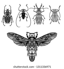 Hand drawing set insect beetle. Isolated on white. Vector illustration Decorative graphics. Element for print, tattoo art design, coloring for adults. - vector tattoo