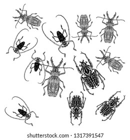 Hand drawing set insect beetle. Isolated on white. Vector illustration Decorative graphics. Element for print,
