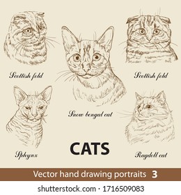 Hand drawing set of a purebred cats breeds. Cat heads isolated on beige background. Vector hand drawn realistic portraits.Cats illustration collection. Part-3. Good for print T-shirt, banner.