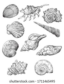 Hand drawing set of seashells. Vector monochrome sketch illustration of seashells in black color isolated on white background. Design travel elements, vintage icons set. Stock illustration.
